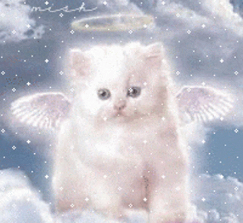 cat-cute.gif